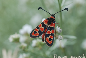 Zygaena fausta fortunata